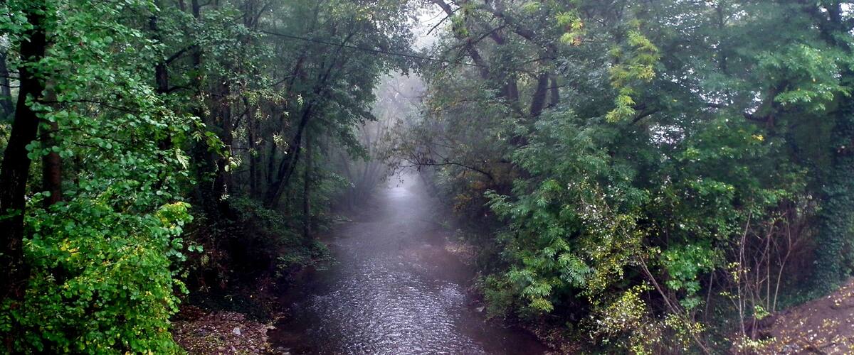 A narrow, muddy stream surrounded by dense forest.