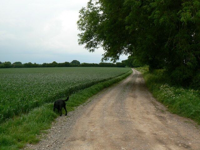 Walking the dogs - Wayfarer's Way