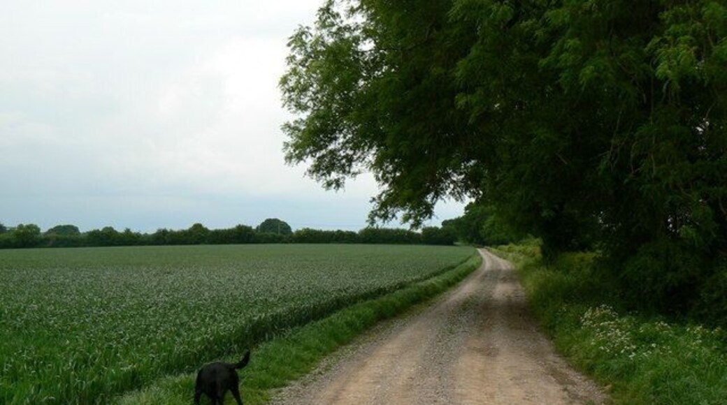 Walking the dogs - Wayfarer's Way
