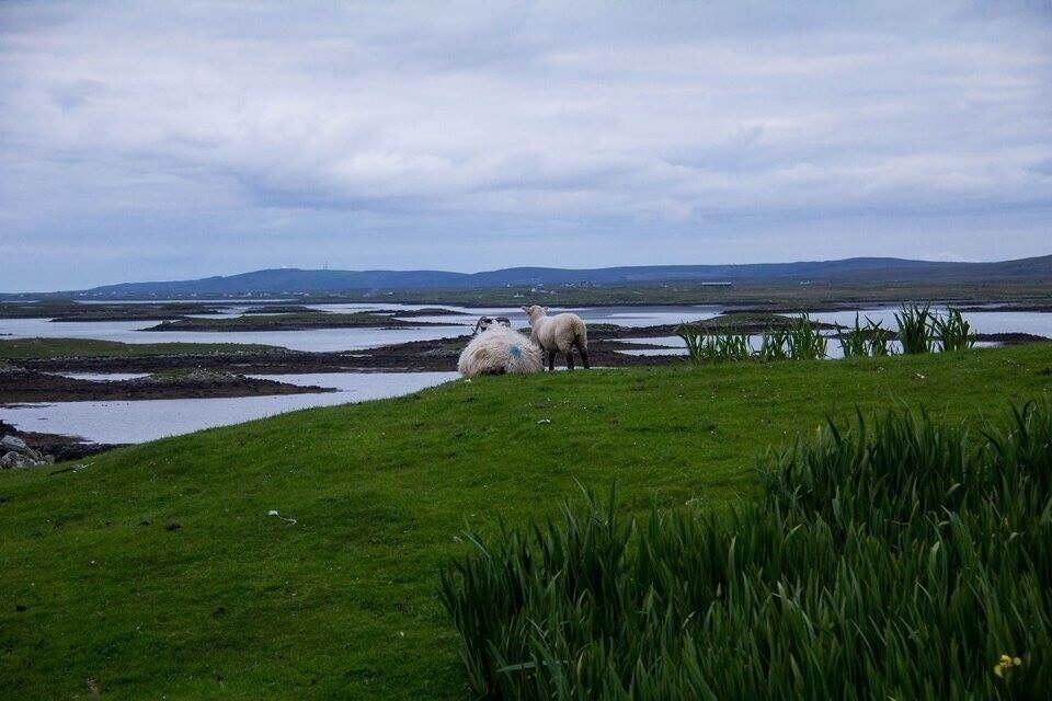 From a walk after sunset near the Trinity Temple near Carinish on North Uist in the Outer Hebrides. This was around midsummer so the days were long and bright. And this evening it had stopped raining, at least for a little while. 
#carinish #northuist #templeview #hebrides #scotland #sheep #niceview #green #lifeatexpedia