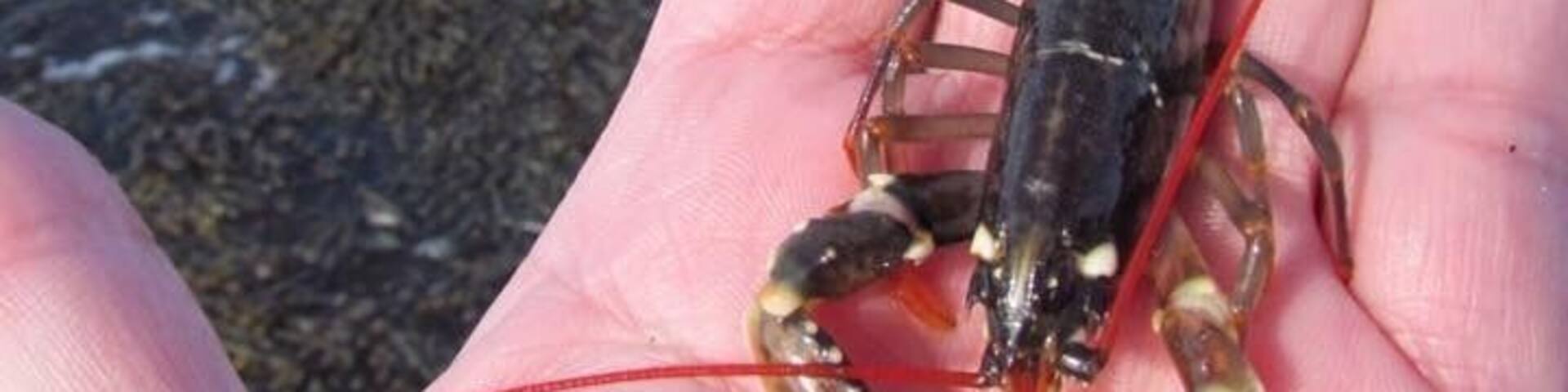 I found this baby lobster while exploring rock pools and looking under rocks at low tide.
#red photo sweepstakes