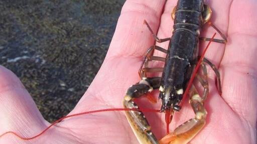 I found this baby lobster while exploring rock pools and looking under rocks at low tide.
#red photo sweepstakes