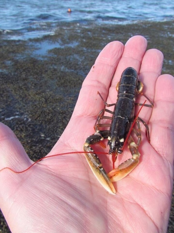 I found this baby lobster while exploring rock pools and looking under rocks at low tide. 
#red photo sweepstakes