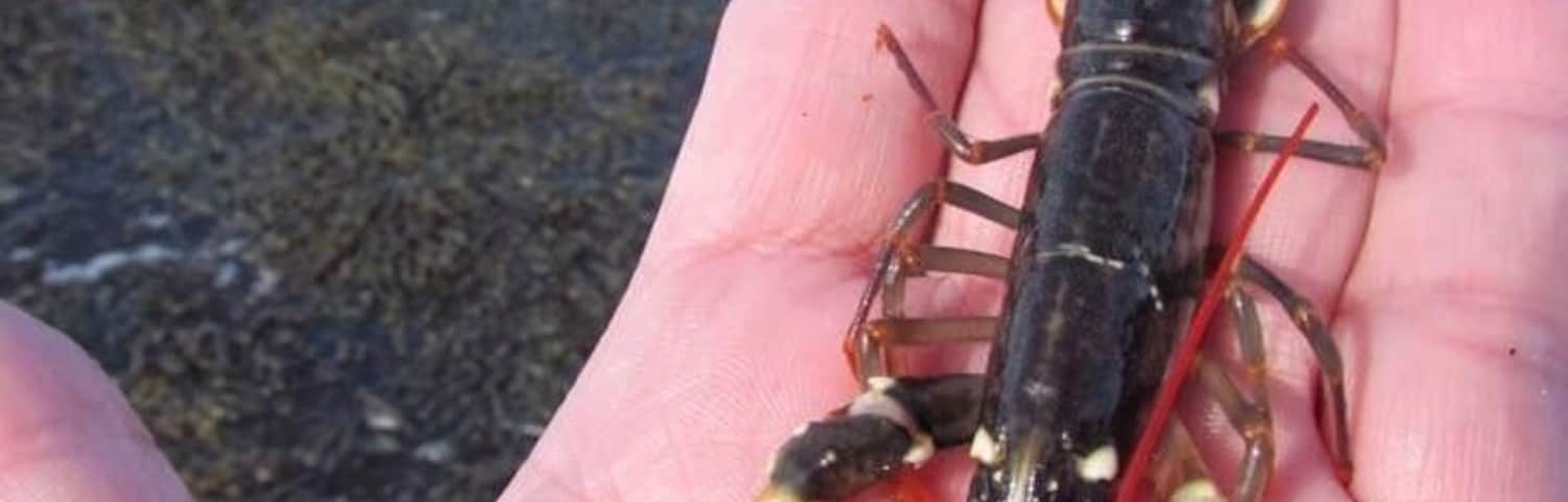 I found this baby lobster while exploring rock pools and looking under rocks at low tide.
#red photo sweepstakes