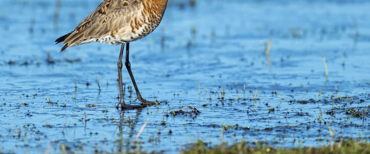 Black-tailed Godwit (Limosa limosa) in a wet meadow, Oldenburg Münsterland, Huede, Lower Saxony, Germany