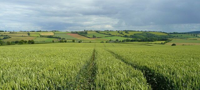 View to Linton Ridge This field of wheat is maturing well in the sunshine and showers of July 2008.