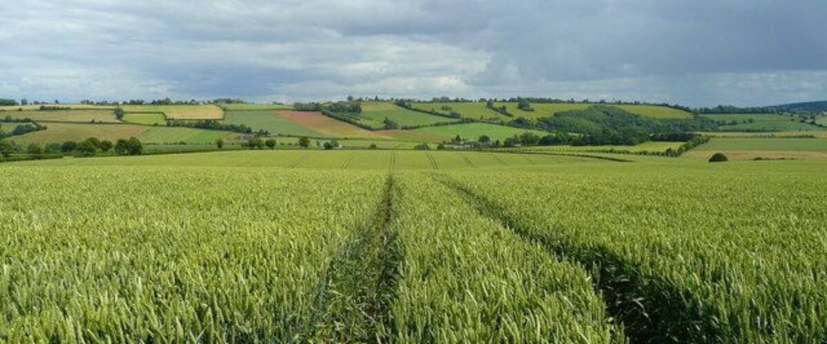 View to Linton Ridge This field of wheat is maturing well in the sunshine and showers of July 2008.