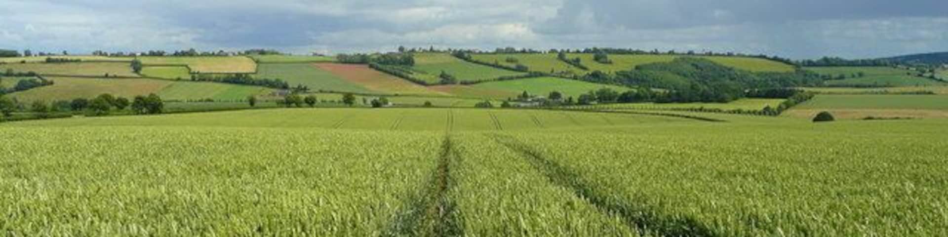 View to Linton Ridge This field of wheat is maturing well in the sunshine and showers of July 2008.