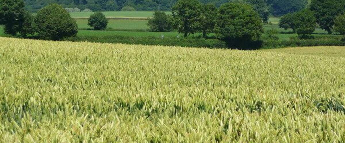 Un campo de trigo, árboles y una iglesia distante en una colina.