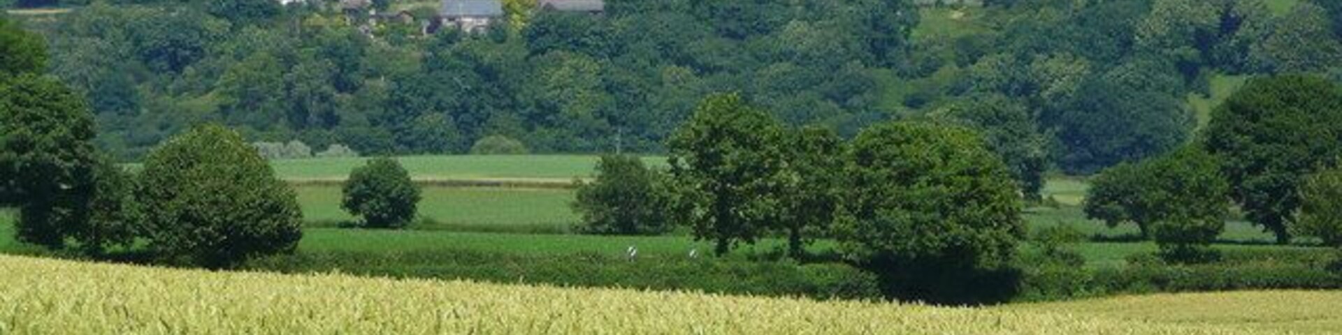 A wheat field, trees, and a distant church on a hill.