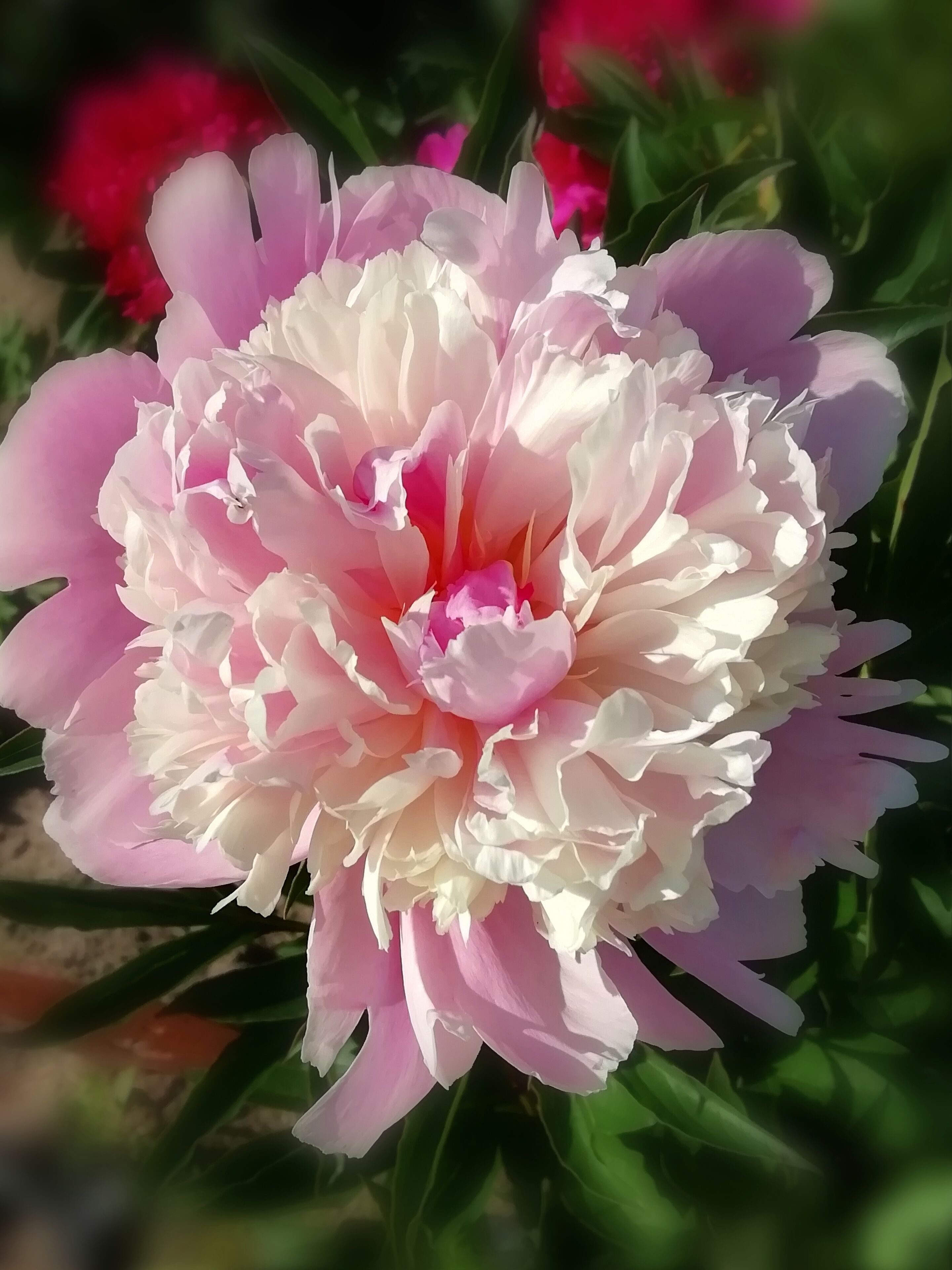 I love the delicate flower of peony. 

Pionien Koti (Home of Peonies) is a family operated nursery in South-Western corner of Finland specialized in peonies. The list of species and varieties is one of widest in Europe. Peak season to see the peonies blooming is around end of June. 

https://pioni.fi/tietoa-pioneista/in-english/