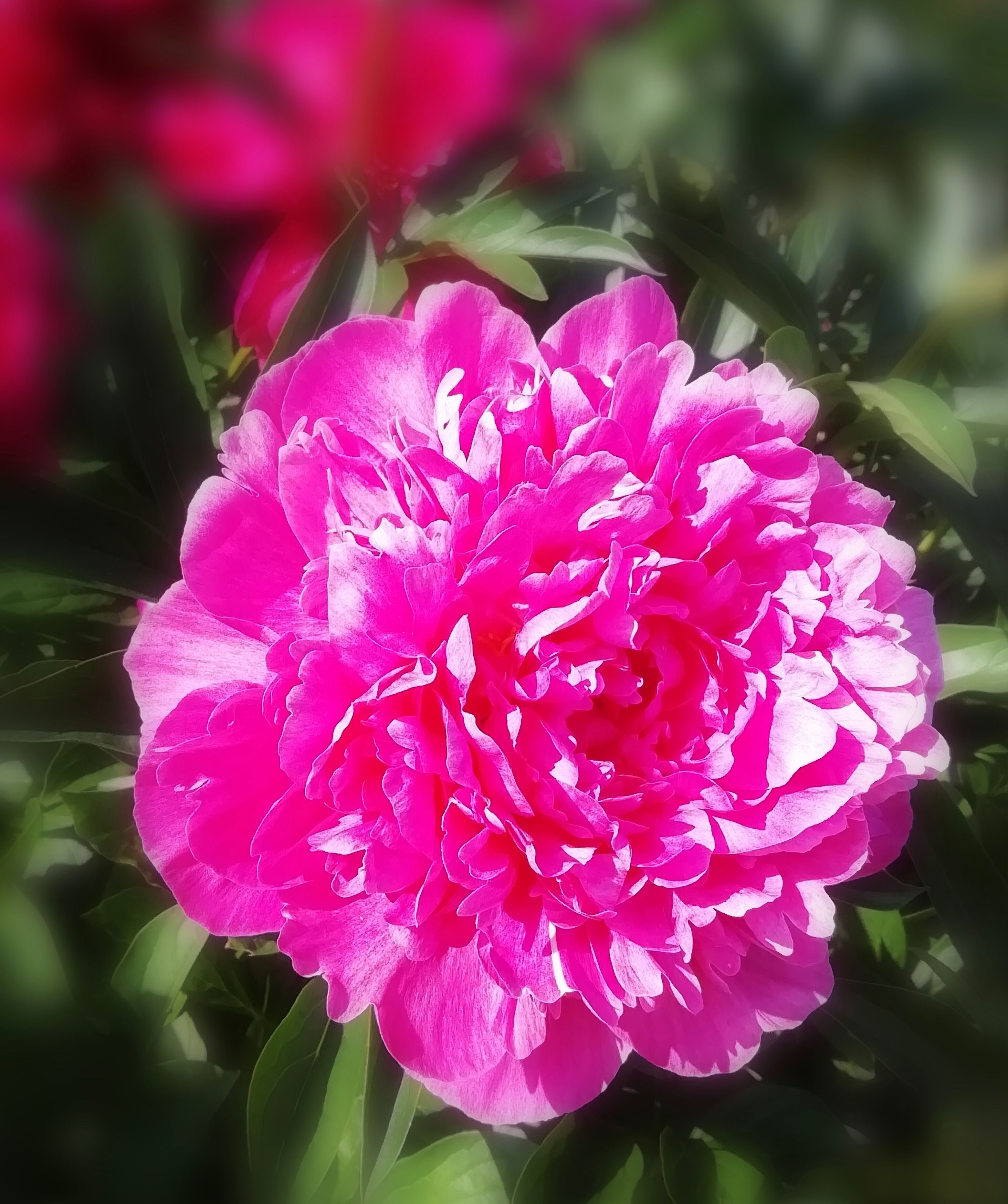 I don´t know why these darker shades of peonies are so hard to capture in foto. I don´t succeed. Light kind of bounces back. Pionien Koti (Home of Peonies).

https://pioni.fi/tietoa-pioneista/in-english/