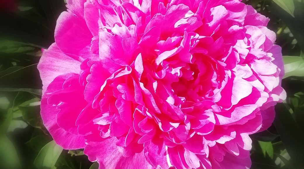 I don´t know why these darker shades of peonies are so hard to capture in foto. I don´t succeed. Light kind of bounces back. Pionien Koti (Home of Peonies).
https://pioni.fi/tietoa-pioneista/in-english/