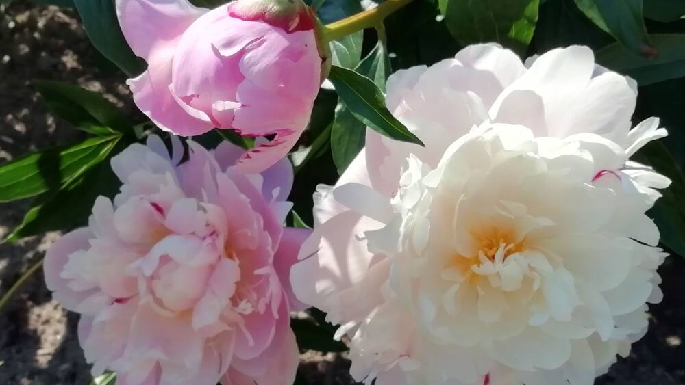 I love the delicate flower of peony.
Pionien Koti (Home of Peonies) is a family operated nursery in South-Western corner of Finland specialized in peonies. The list of species and varieties is one of widest in Europe. Peak season to see the peonies blooming is around end of June. https://pioni.fi/tietoa-pioneista/in-english/