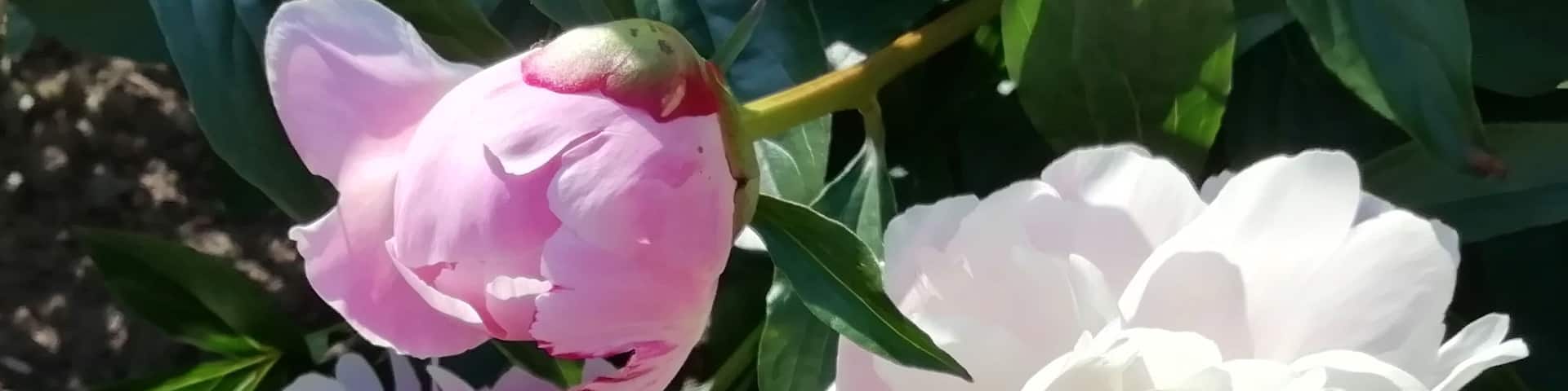 I love the delicate flower of peony.
Pionien Koti (Home of Peonies) is a family operated nursery in South-Western corner of Finland specialized in peonies. The list of species and varieties is one of widest in Europe. Peak season to see the peonies blooming is around end of June. https://pioni.fi/tietoa-pioneista/in-english/