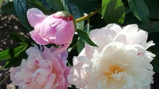 I love the delicate flower of peony.
Pionien Koti (Home of Peonies) is a family operated nursery in South-Western corner of Finland specialized in peonies. The list of species and varieties is one of widest in Europe. Peak season to see the peonies blooming is around end of June. https://pioni.fi/tietoa-pioneista/in-english/