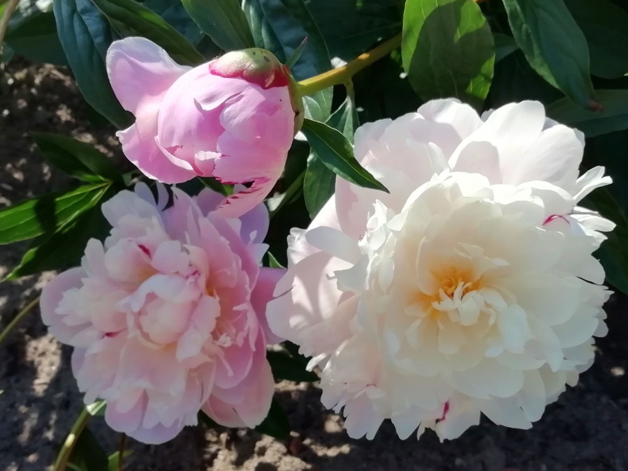 I love the delicate flower of peony.
Pionien Koti (Home of Peonies) is a family operated nursery in South-Western corner of Finland specialized in peonies. The list of species and varieties is one of widest in Europe. Peak season to see the peonies blooming is around end of June. https://pioni.fi/tietoa-pioneista/in-english/