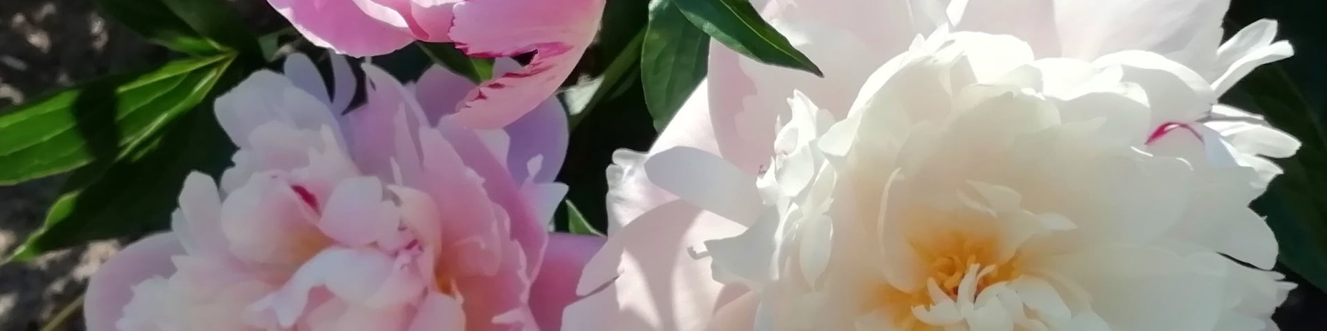 I love the delicate flower of peony.
Pionien Koti (Home of Peonies) is a family operated nursery in South-Western corner of Finland specialized in peonies. The list of species and varieties is one of widest in Europe. Peak season to see the peonies blooming is around end of June. https://pioni.fi/tietoa-pioneista/in-english/