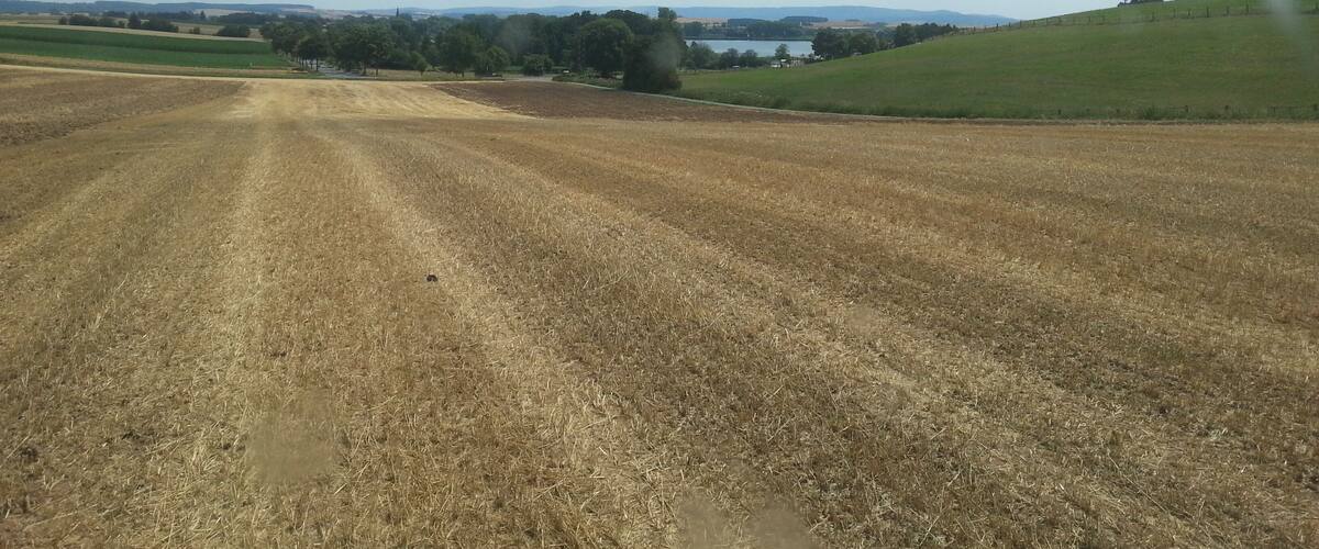 A rural landscape with a dirt road, fields, trees, and a hill with a fence.