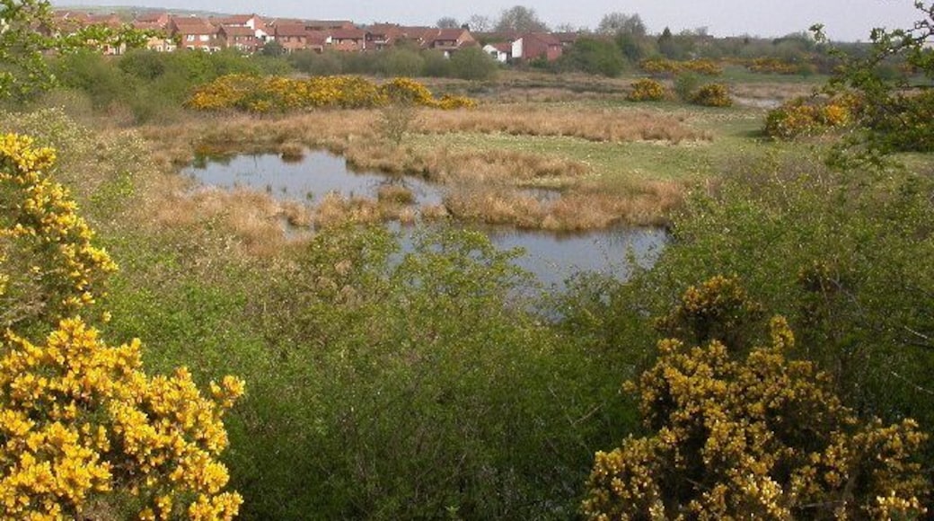 The Carrs, Pity Me, Durham UK. Nature Reserve
