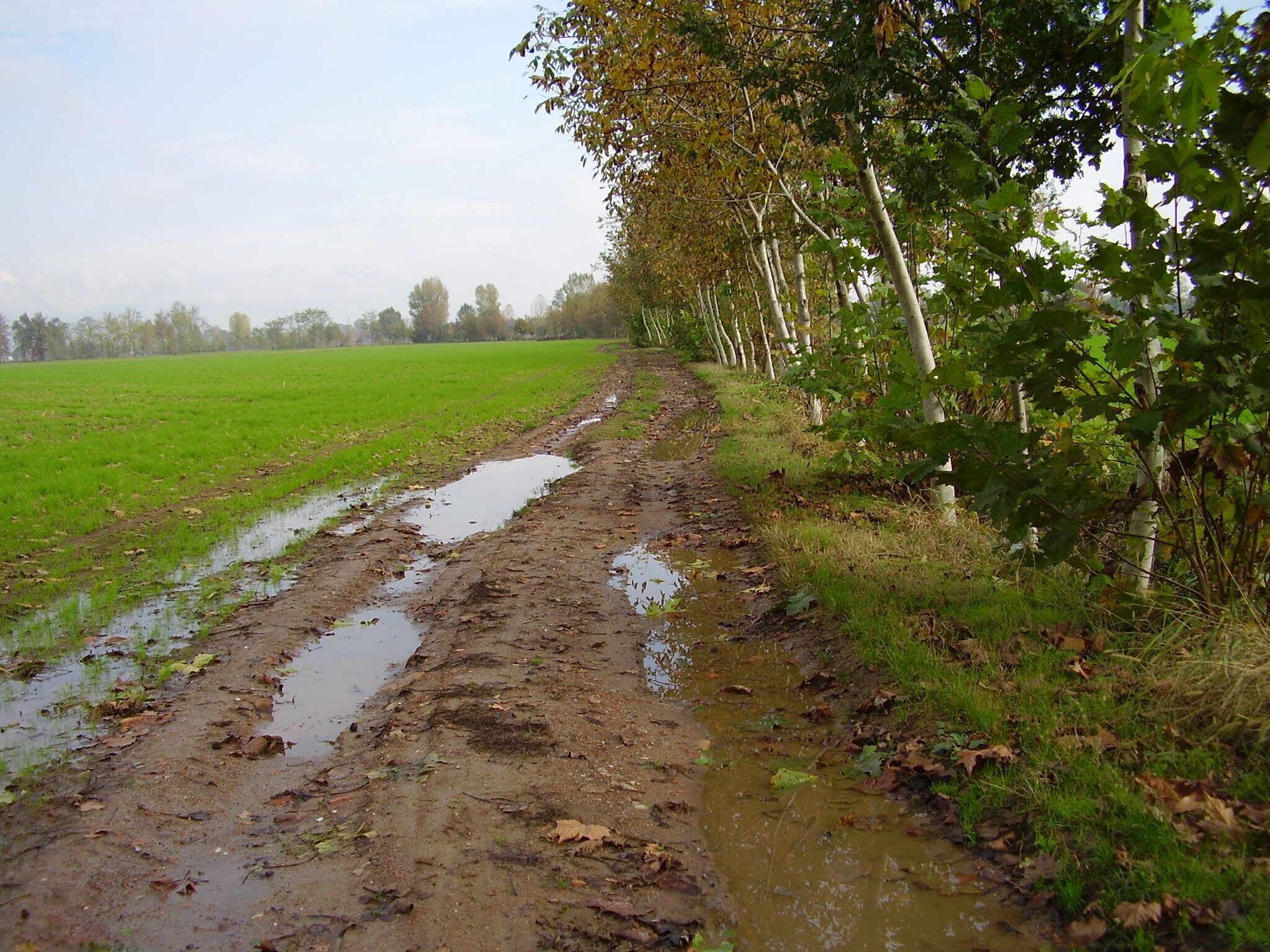 A muddy path with puddles, surrounded by green fields and trees.