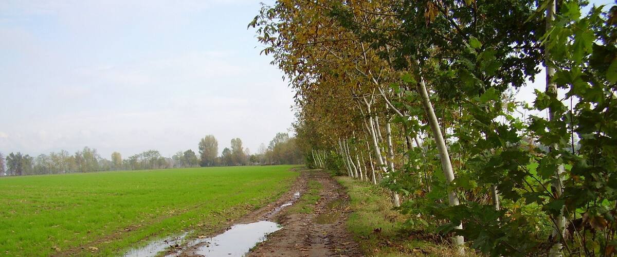 A muddy path with puddles, surrounded by green fields and trees.