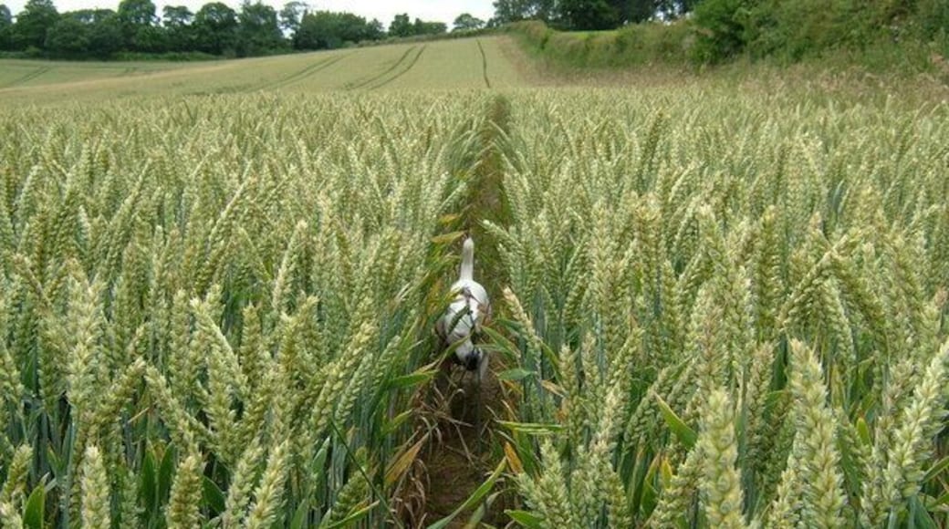 Off Track The path on the buffer zone round the edge of this field was difficult to use because of the recent bad weather so Rigsby and I followed a line in the corn.
