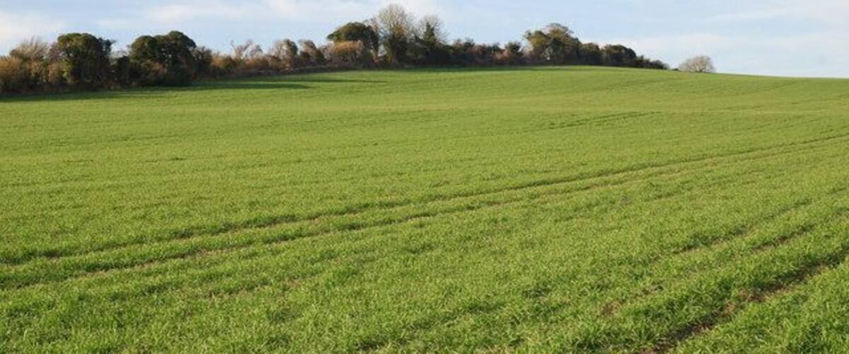 Downland near Alvediston