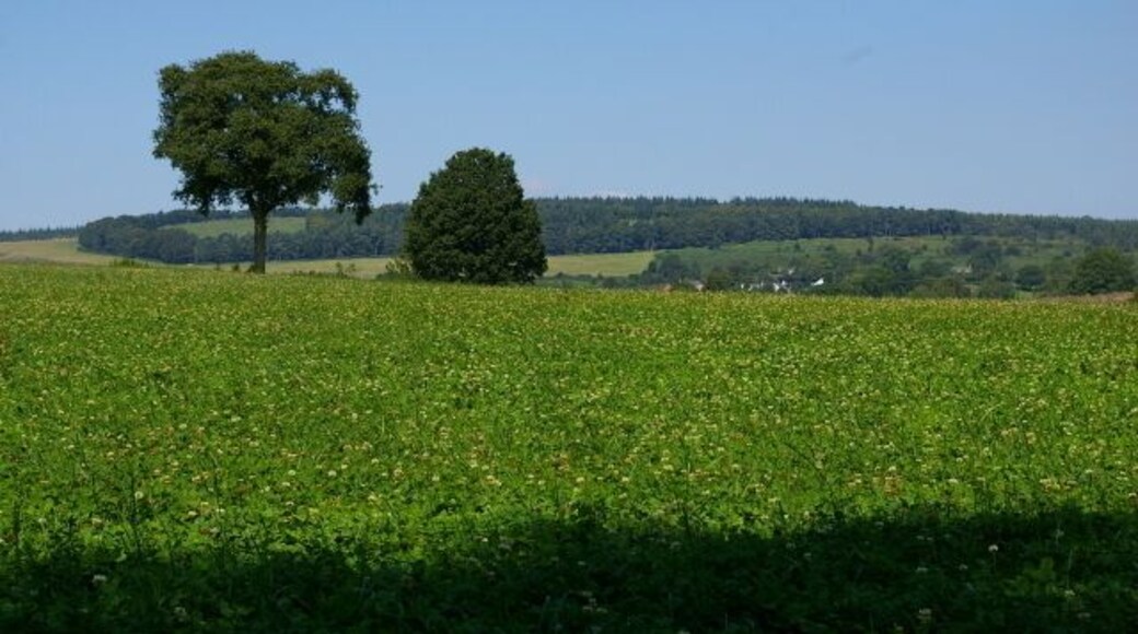 Clover field Just on the outskirts of Yarpole with Bircher Common in the distance.