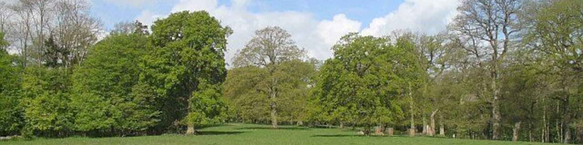 Parkland, Croft Mature trees set in grazing land below Croft Castle.