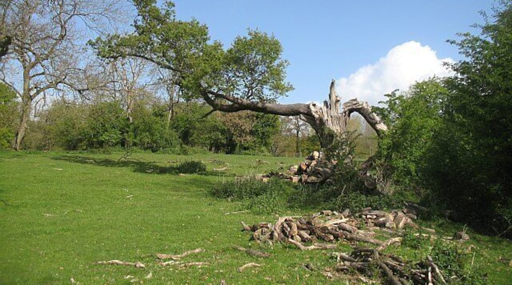 A battered oak, Croft An oak tree which has seen better days.