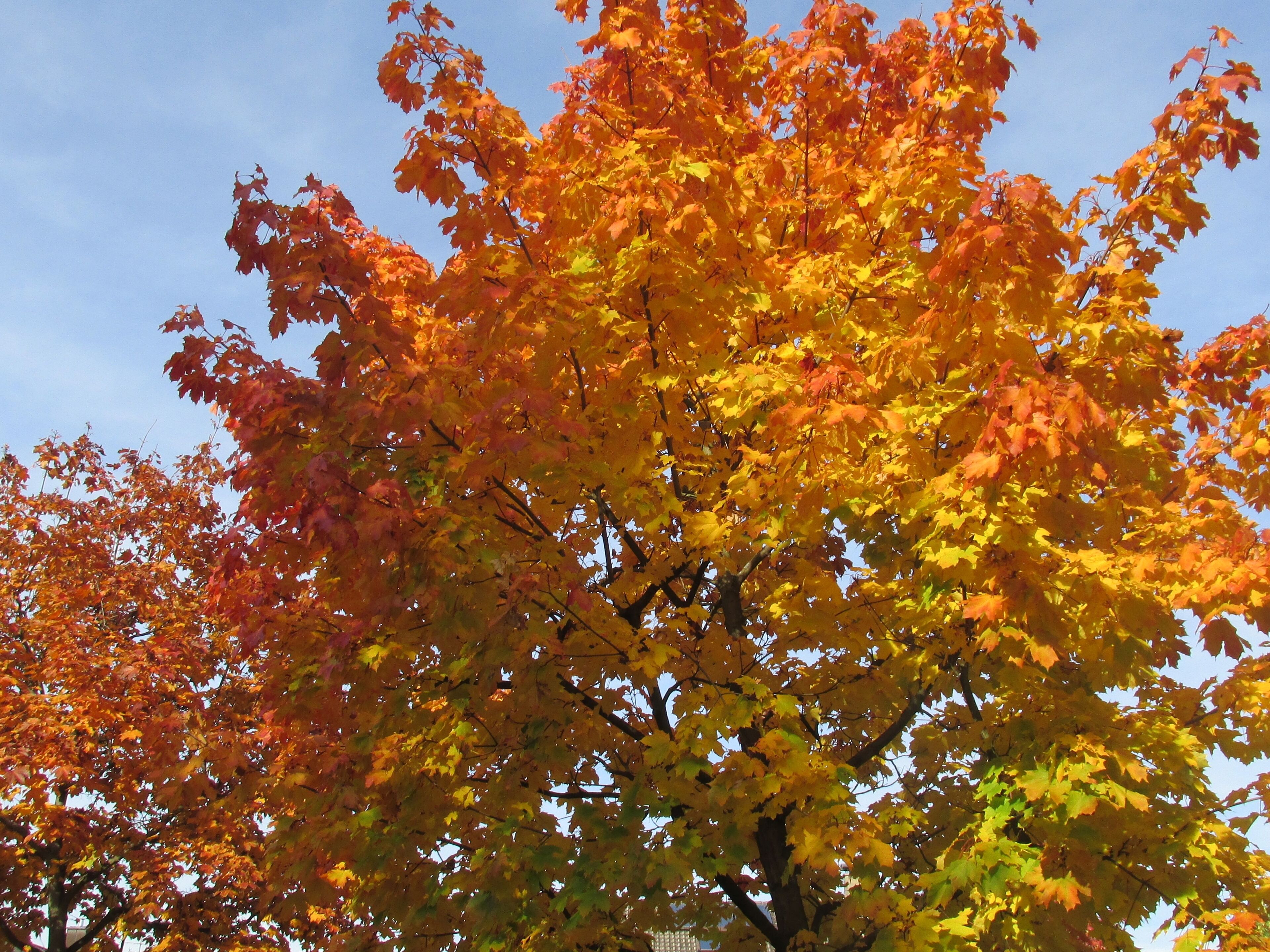 A tree with autumn leaves in shades of orange and yellow.