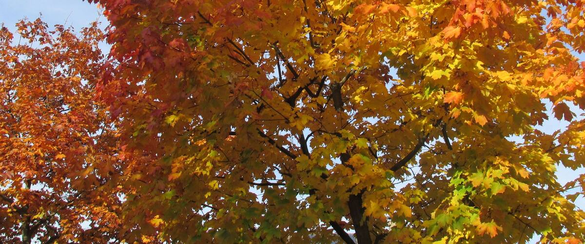 A tree with autumn leaves in shades of orange and yellow.