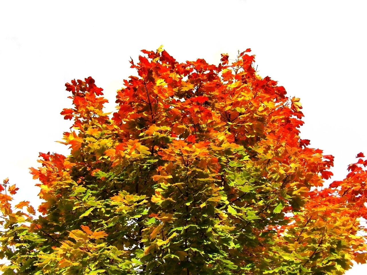 Indian Summer - im Murgtal