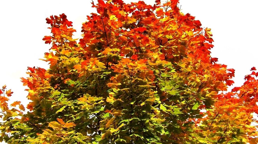 Indian Summer - im Murgtal