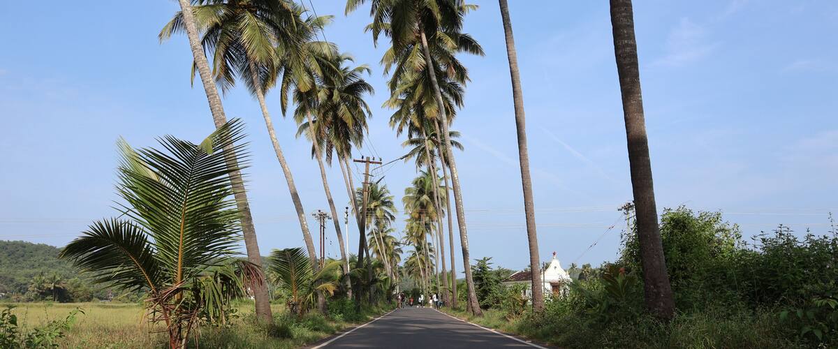 A rural road flanked by tall palm trees and greenery, leading towards a white building with a dome.