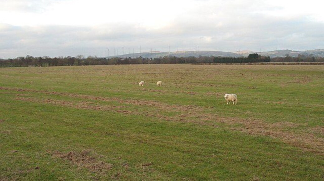 Sheep grazing near Anna's Pool Flat field beside the Teme. This was for many years used for soft fruit growing. Water from the Teme would be sprayed on the crops on frosty evenings to prevent frost damage. There was once a somewhat gnarley oak tree in the middle of the field.