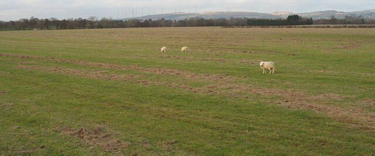 A grassy field with three sheep grazing.