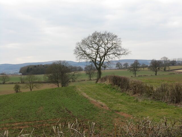 Panorama Near Bleathwood Common