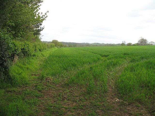 Winter crop, Lower Upton Bright green and growing fast, unidentified arable crop.