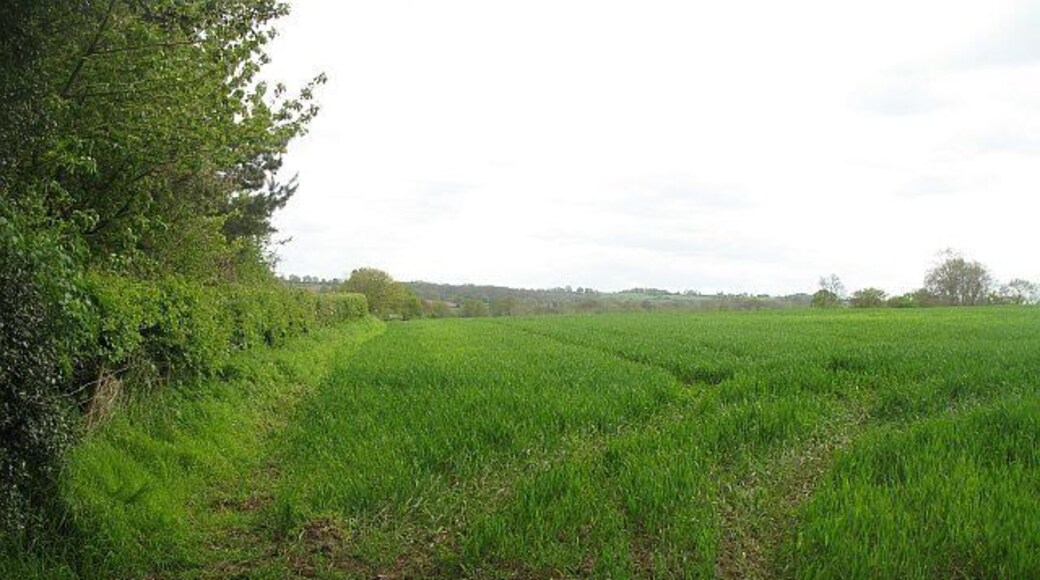 Winter crop, Lower Upton Bright green and growing fast, unidentified arable crop.