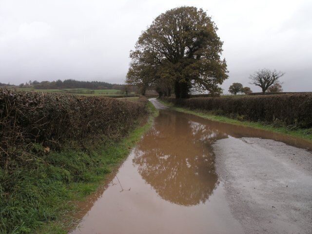 A rural road with puddles, surrounded by hedges and trees.