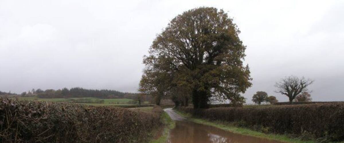 A rural road with puddles, surrounded by hedges and trees.