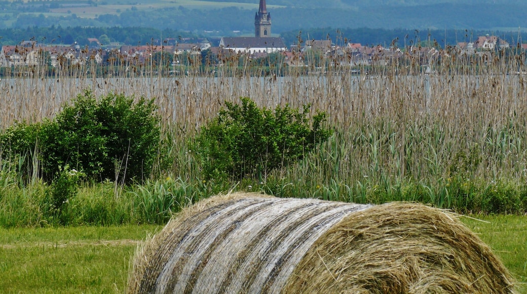 Blick nach Radolfzell