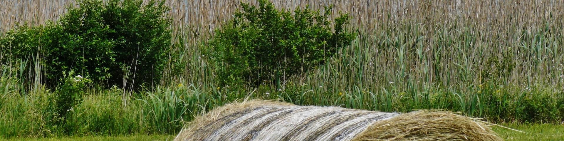 Blick nach Radolfzell