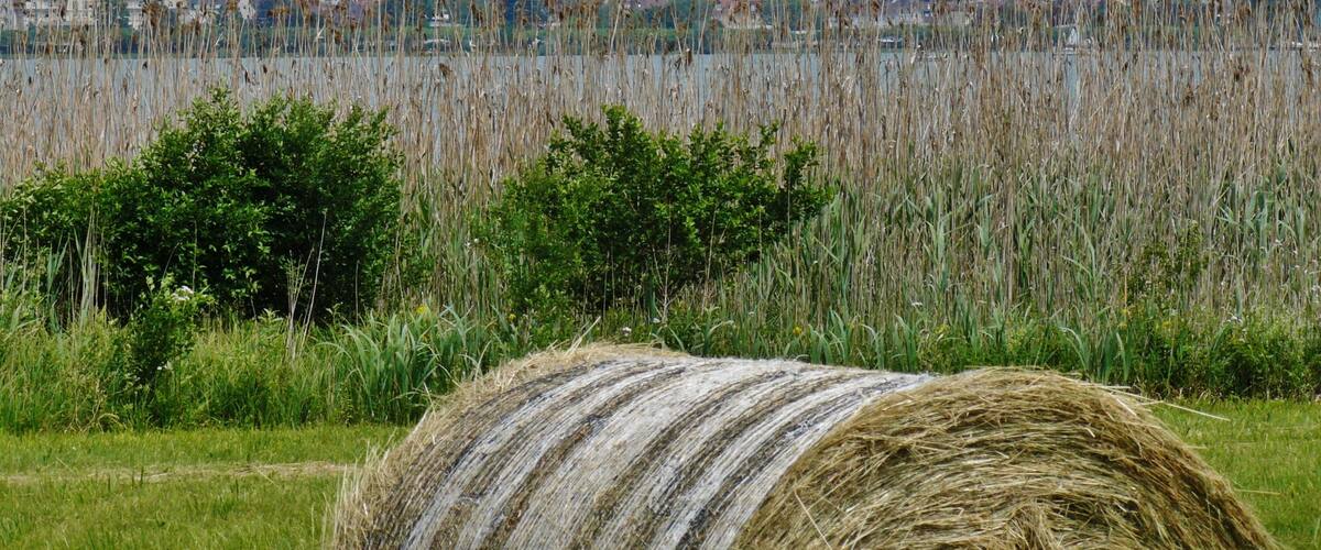 A rural landscape with a church tower, hay bales, and a field of tall grasses.