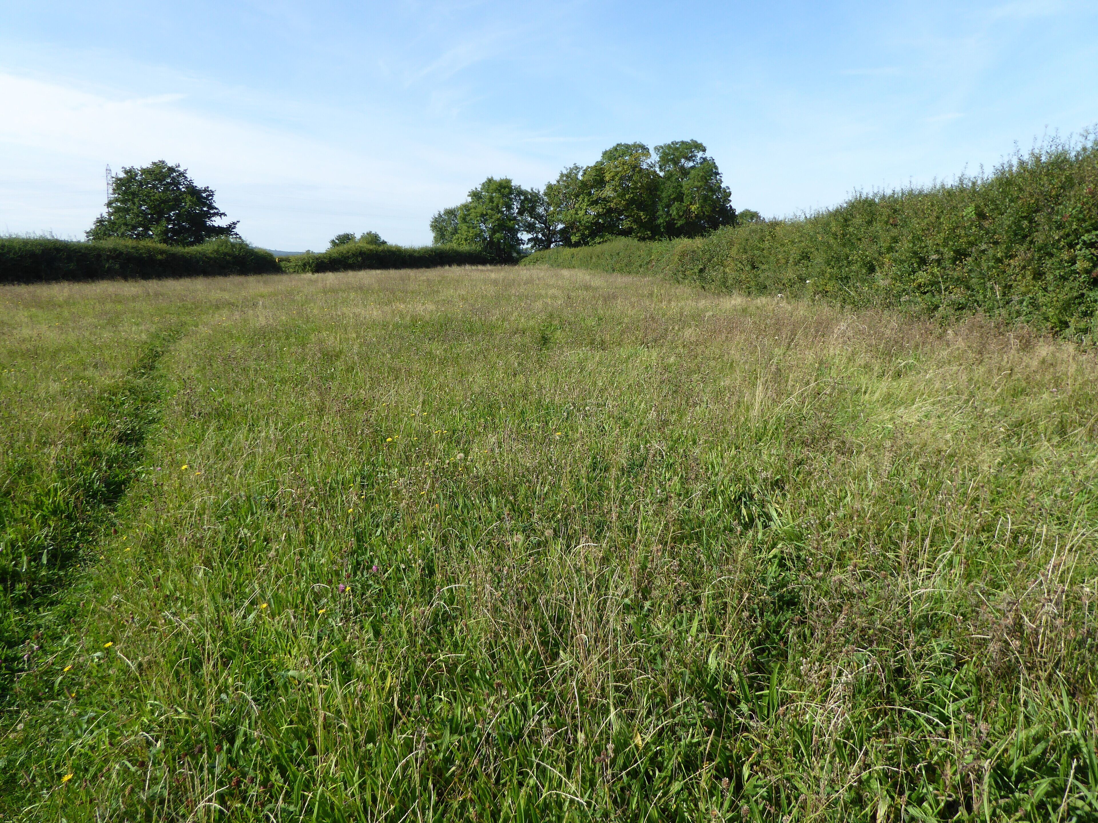 A grassy field with a clear sky and trees in the background.