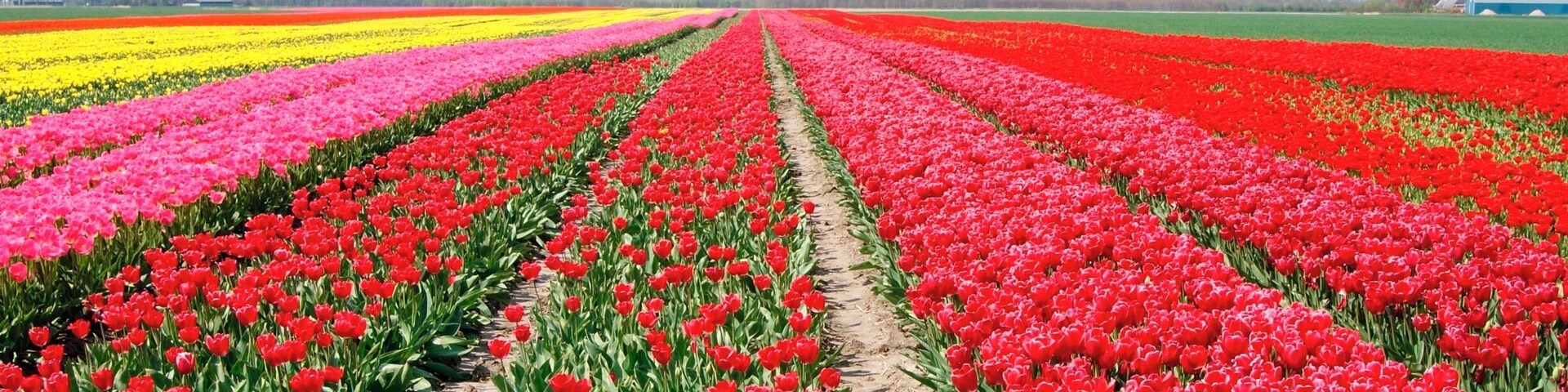 Paaptilsterweg, Bloembollen in volle bloei