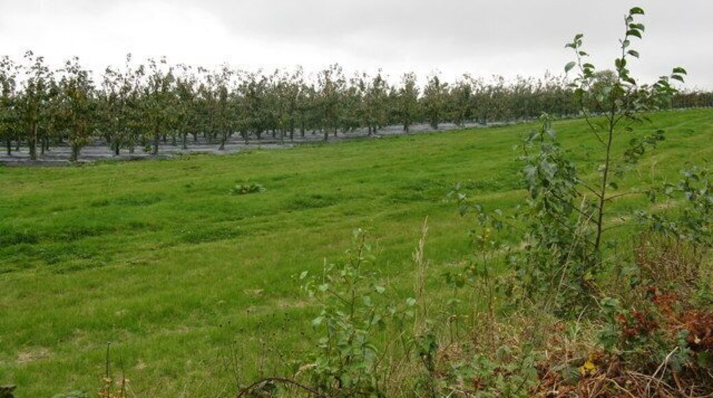 Plantation near Sidnall Farm