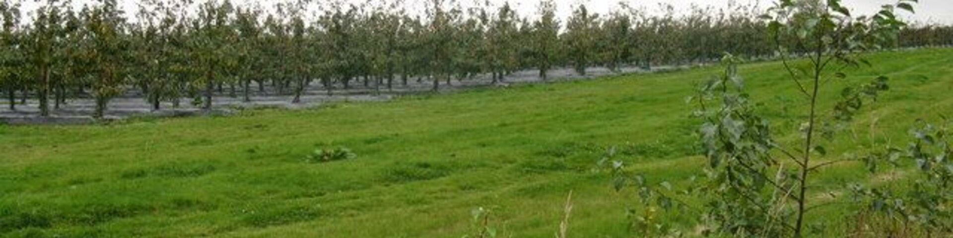 Un campo cubierto de césped con filas de árboles y un cielo nublado.